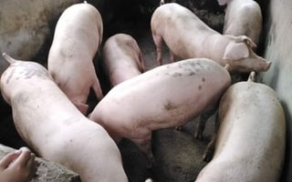 Ginatilan imposes livestock restrictions amid ASF ‘outbreak’