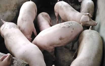 Ginatilan imposes livestock restrictions amid ASF ‘outbreak’