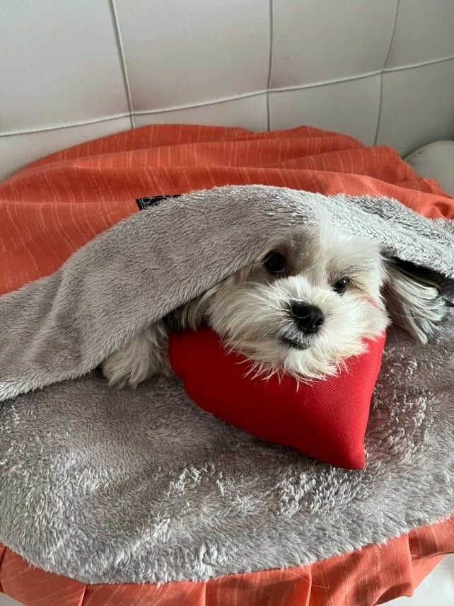 The blanket your dog can’t lose