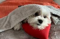 The blanket your dog can’t lose
