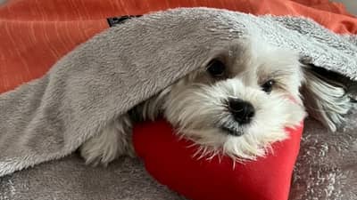The blanket your dog can’t lose
