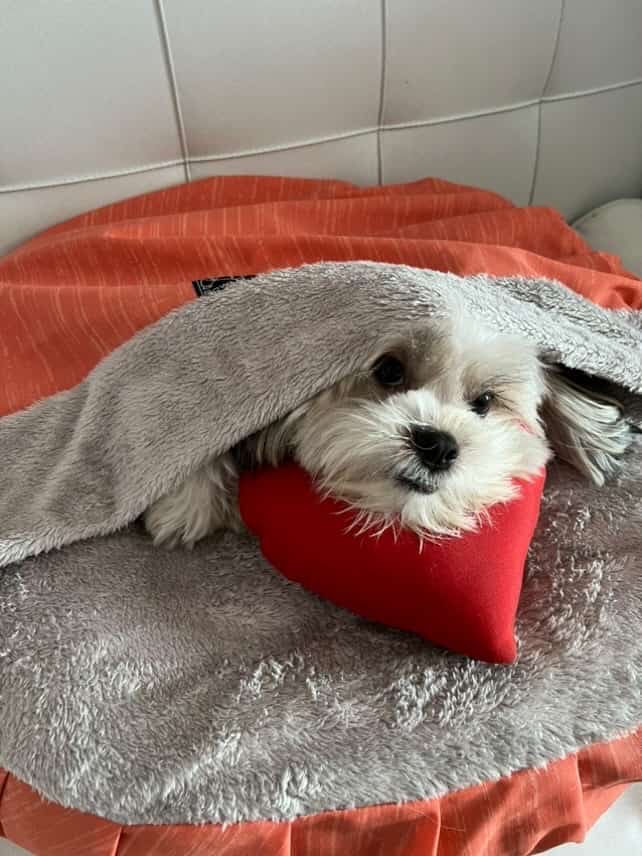 The blanket your dog can’t lose