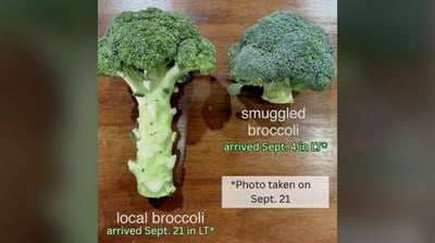 Task force confirms smuggled broccoli at Benguet trade centers