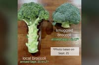 Task force confirms smuggled broccoli at Benguet trade centers