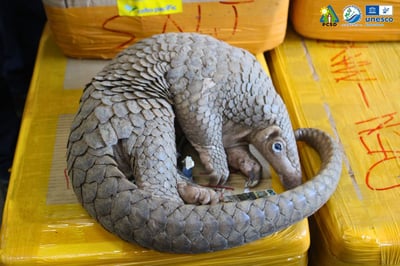 Pangolin found in Cavite, safely returned to Palawan