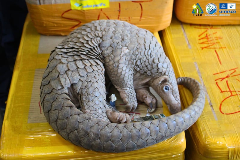 Pangolin found in Cavite, safely returned to Palawan
