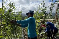MEMBERS of the Sanjera Cadcadir Farmers Irrigators Association inspect a high-value crop yield at their one-hectare integrated farming site in Claveria, Cagayan.