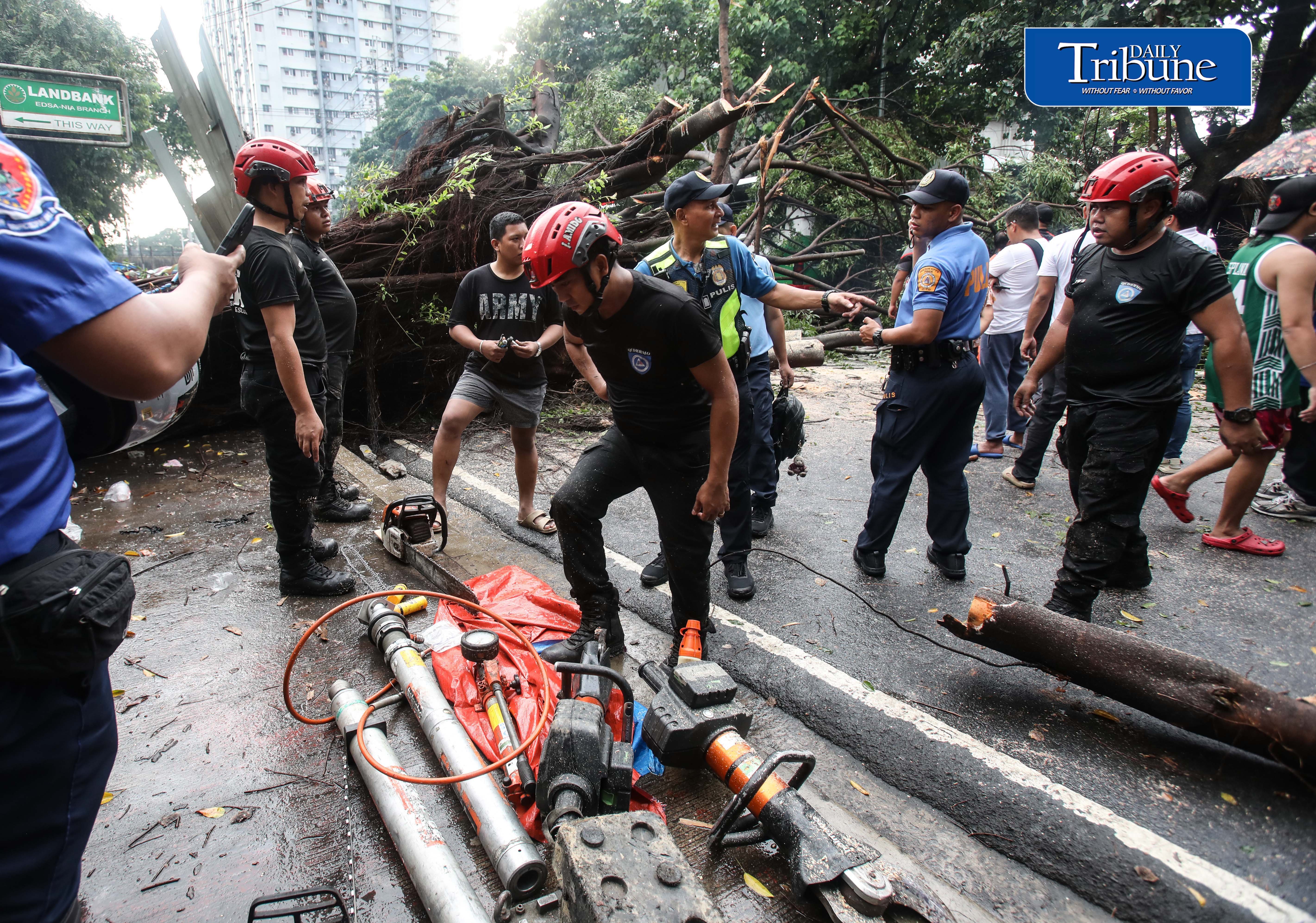 Fallen tree along NIA road 