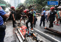 Fallen tree along NIA road 