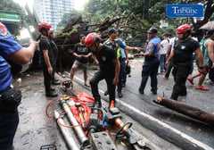 Fallen tree along NIA road 