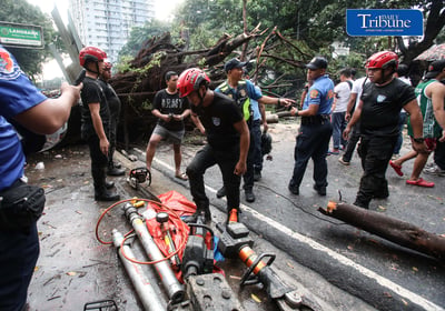 Fallen tree along NIA road 