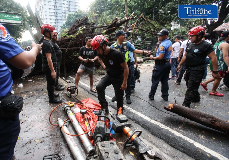Fallen tree along NIA road