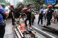 Authorities clear NIA Road near the corner of EDSA in Quezon City after a tree fell on Thursday, 24 September 2026. Initial reports said one person was injured and brought to a nearby hospital. The incident caused traffic congestion and prompted the rerouting of buses passing through the area. | Analy Labor