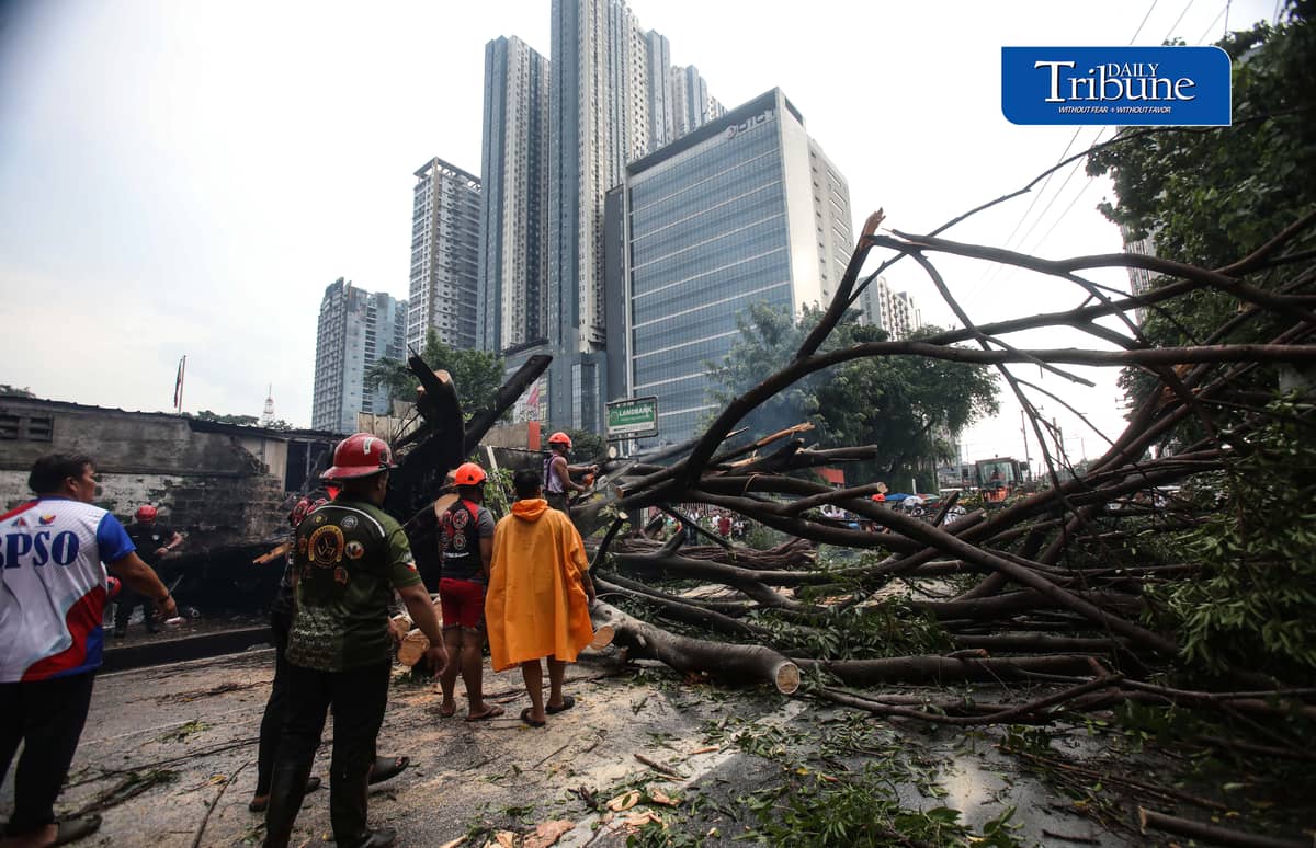 Authorities clear NIA Road near the corner of EDSA in Quezon City after a tree fell on Thursday, 24 September 2026. Initial reports said one person was injured and brought to a nearby hospital. The incident caused traffic congestion and prompted the rerouting of buses passing through the area. | Analy Labor