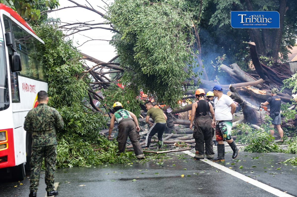 Authorities clear NIA Road near the corner of EDSA in Quezon City after a tree fell on Thursday, 24 September 2026. Initial reports said one person was injured and brought to a nearby hospital. The incident caused traffic congestion and prompted the rerouting of buses passing through the area. | Analy Labor