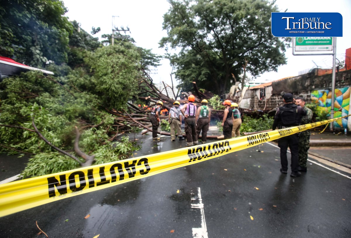 Authorities clear NIA Road near the corner of EDSA in Quezon City after a tree fell on Thursday, 24 September 2026. Initial reports said one person was injured and brought to a nearby hospital. The incident caused traffic congestion and prompted the rerouting of buses passing through the area. | Analy Labor