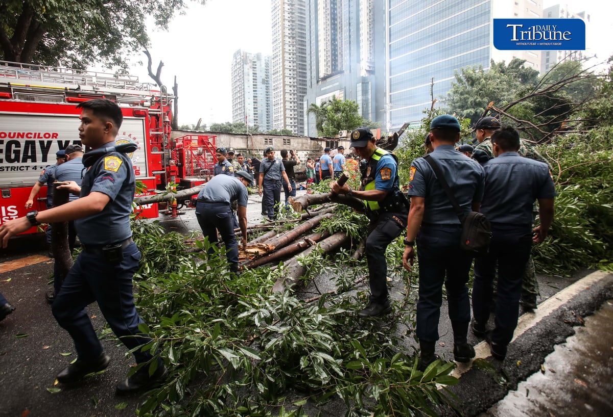 Authorities clear NIA Road near the corner of EDSA in Quezon City after a tree fell on Thursday, 24 September 2026. Initial reports said one person was injured and brought to a nearby hospital. The incident caused traffic congestion and prompted the rerouting of buses passing through the area. | Analy Labor
