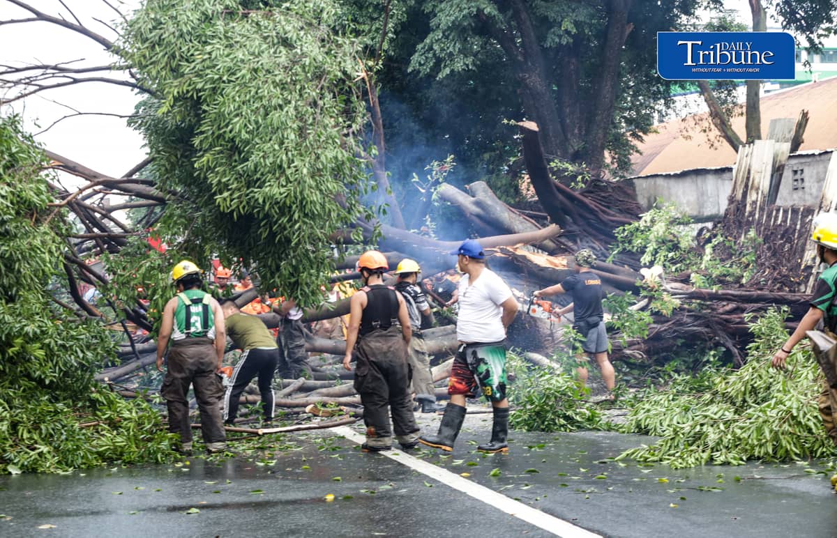 Authorities clear NIA Road near the corner of EDSA in Quezon City after a tree fell on Thursday, 24 September 2026. Initial reports said one person was injured and brought to a nearby hospital. The incident caused traffic congestion and prompted the rerouting of buses passing through the area. | Analy Labor