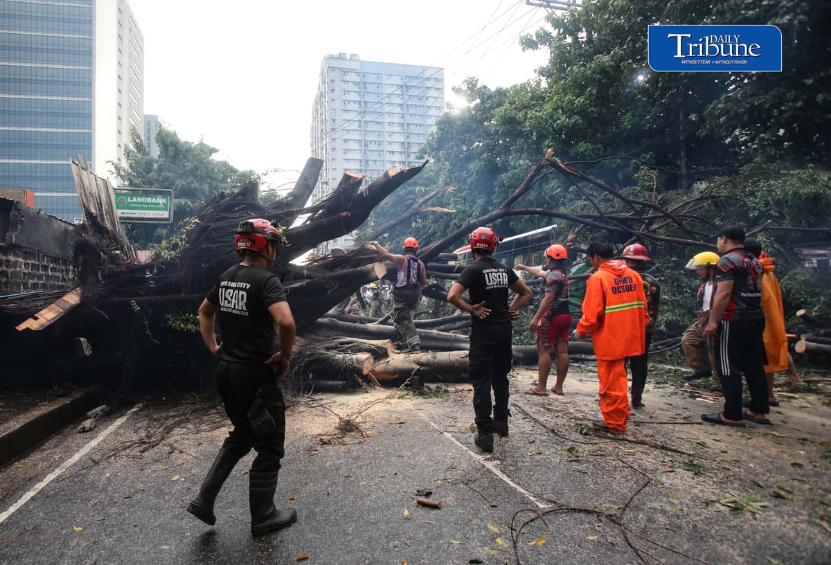 Authorities clear NIA Road near the corner of EDSA in Quezon City after a tree fell on Thursday, 24 September 2026. Initial reports said one person was injured and brought to a nearby hospital. The incident caused traffic congestion and prompted the rerouting of buses passing through the area. | Analy Labor