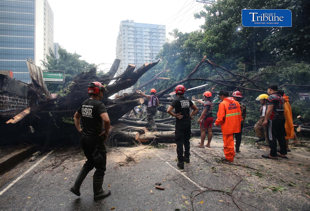 Authorities clear NIA Road near the corner of EDSA in Quezon City after a tree fell on Thursday, 24 September 2026. Initial reports said one person was injured and brought to a nearby hospital. The incident caused traffic congestion and prompted the rerouting of buses passing through the area. | Analy Labor