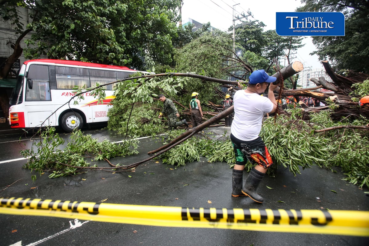 Authorities clear NIA Road near the corner of EDSA in Quezon City after a tree fell on Thursday, 24 September 2026. Initial reports said one person was injured and brought to a nearby hospital. The incident caused traffic congestion and prompted the rerouting of buses passing through the area. | Analy Labor