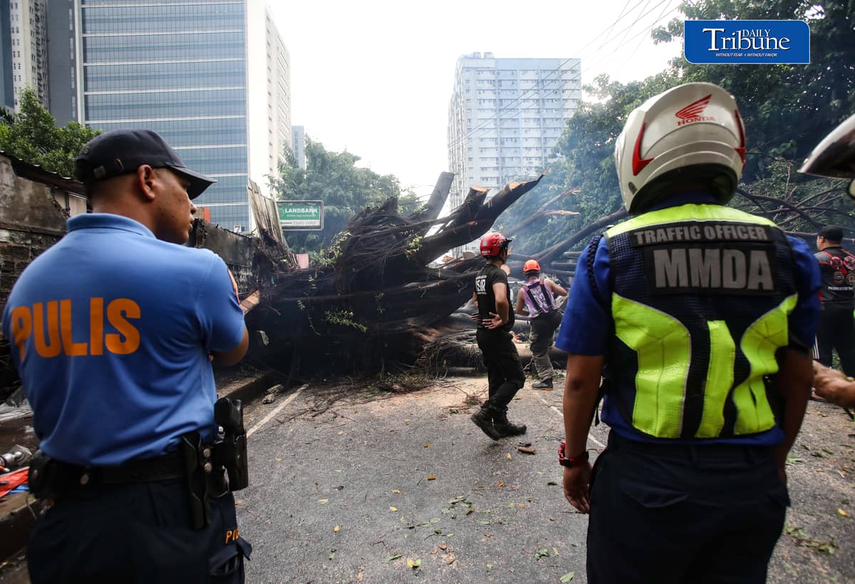 Authorities clear NIA Road near the corner of EDSA in Quezon City after a tree fell on Thursday, 24 September 2026. Initial reports said one person was injured and brought to a nearby hospital. The incident caused traffic congestion and prompted the rerouting of buses passing through the area. | Analy Labor
