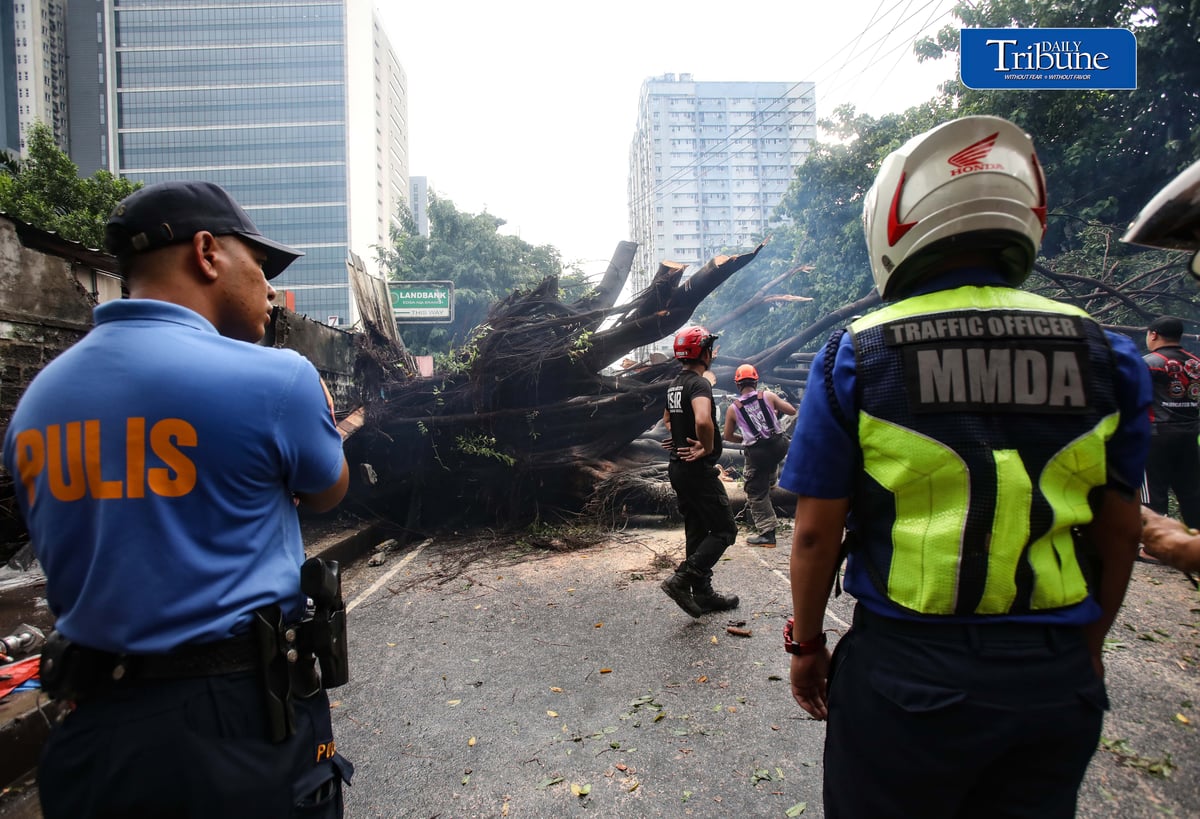 Authorities clear NIA Road near the corner of EDSA in Quezon City after a tree fell on Thursday, 24 September 2026. Initial reports said one person was injured and brought to a nearby hospital. The incident caused traffic congestion and prompted the rerouting of buses passing through the area. | Analy Labor
