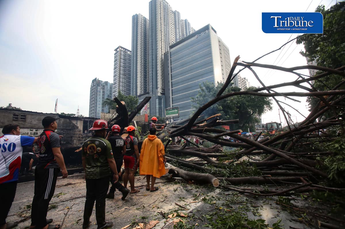 Authorities clear NIA Road near the corner of EDSA in Quezon City after a tree fell on Thursday, 24 September 2026. Initial reports said one person was injured and brought to a nearby hospital. The incident caused traffic congestion and prompted the rerouting of buses passing through the area. | Analy Labor