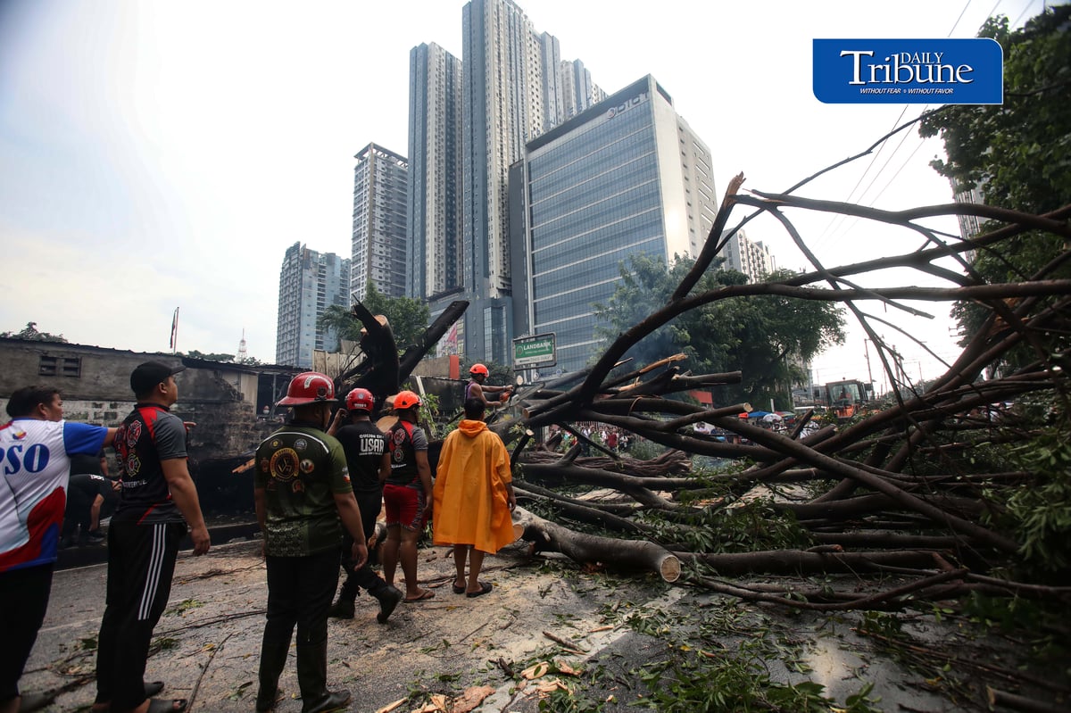 Authorities clear NIA Road near the corner of EDSA in Quezon City after a tree fell on Thursday, 24 September 2026. Initial reports said one person was injured and brought to a nearby hospital. The incident caused traffic congestion and prompted the rerouting of buses passing through the area. | Analy Labor