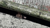 Bizarre sewer rescue near pawnshop triggers burglary suspicions