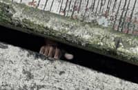 Bizarre sewer rescue near pawnshop triggers burglary suspicions