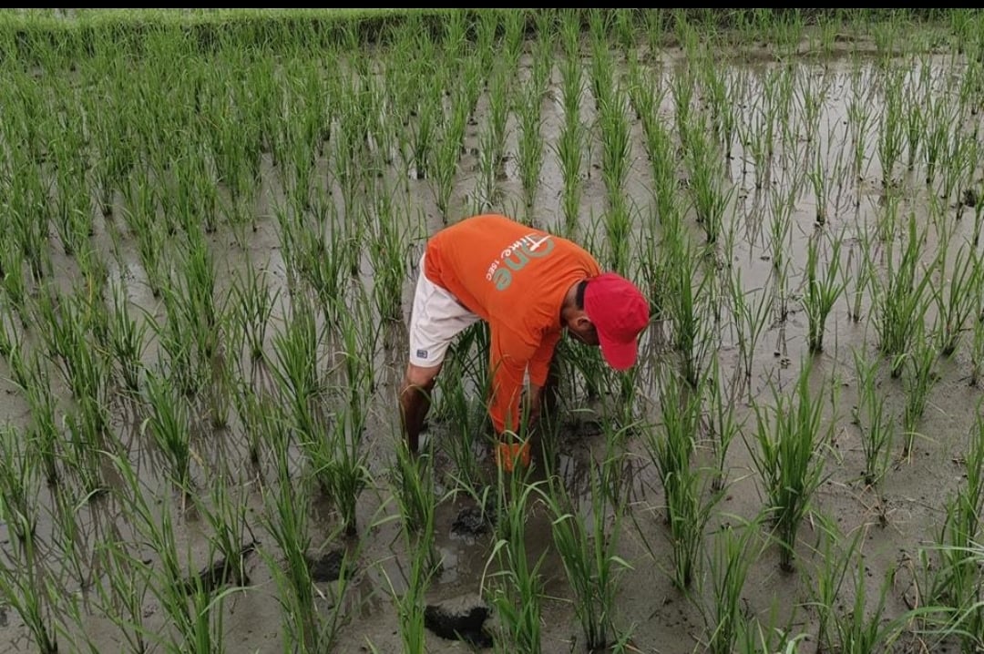 DA readies P147-M El Niño aid for MIMAROPA farmers