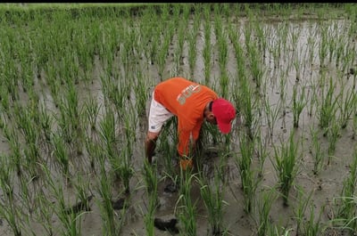 Mindoro rice farms brace for intensifying El Niño