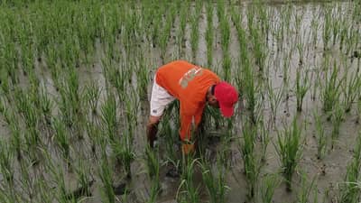 Rice farmers working in a rice field in Occidental Mindoro.