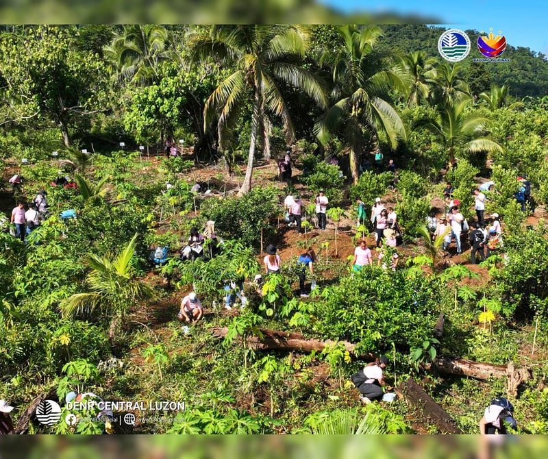 DENR, stakeholders plant 1,200 tree seedlings in Aurora