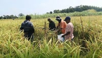 El Niño deals P6.87-B blow to agriculture sector