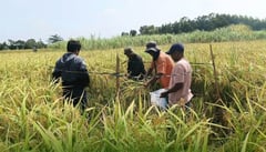 El Niño deals P6.87-B blow to agriculture sector