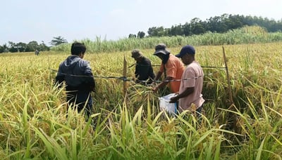 El Niño deals P6.87-B blow to agriculture sector