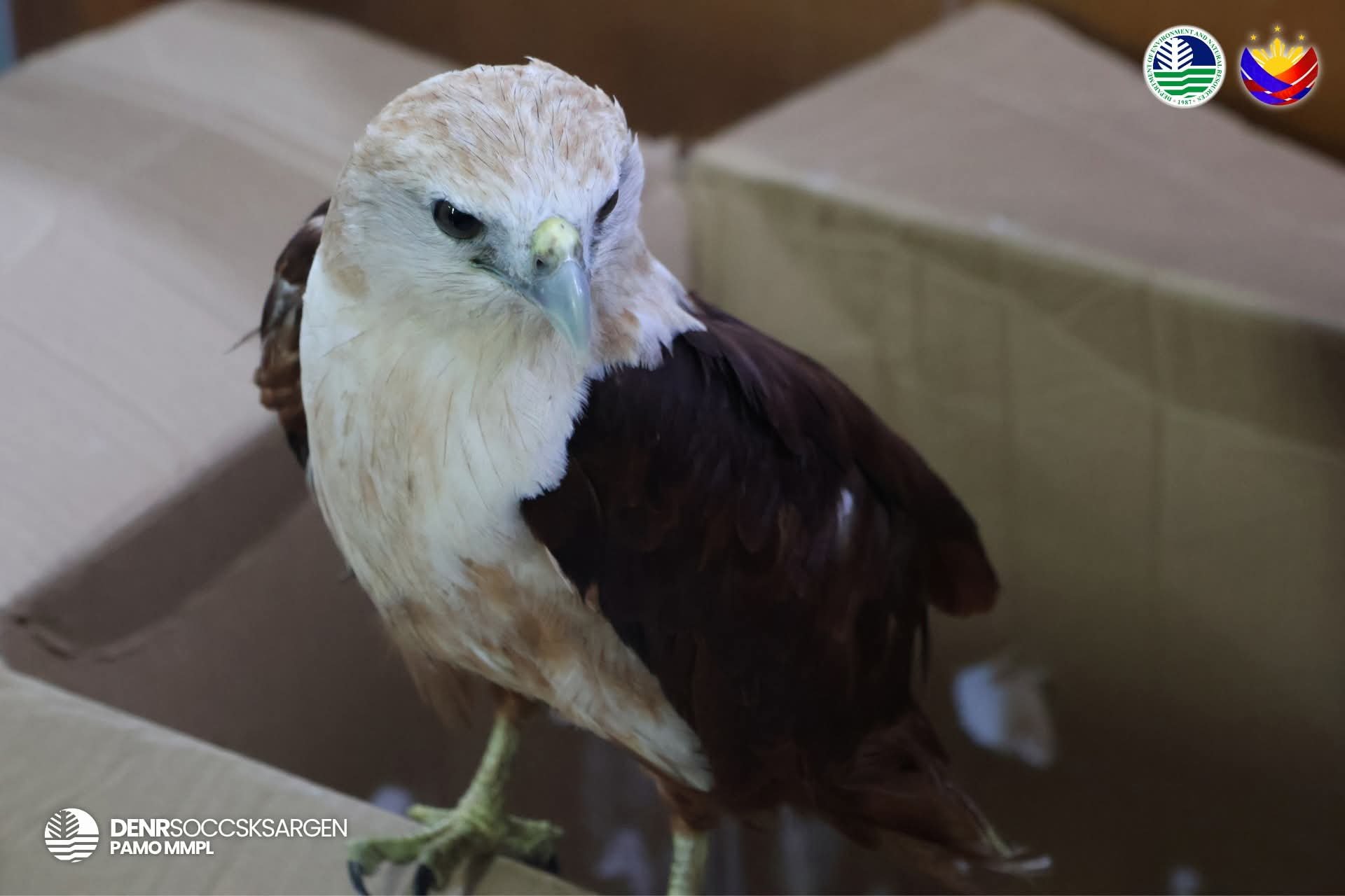 Juvenile Brahminy kite rescued in South Cotabato