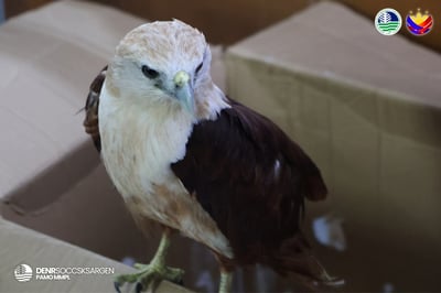 Juvenile Brahminy kite rescued in South Cotabato