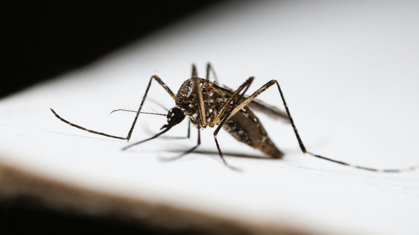 1,233 dengue cases confirmed