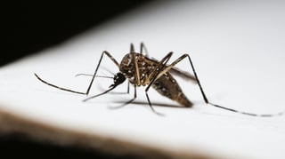 1,233 dengue cases confirmed