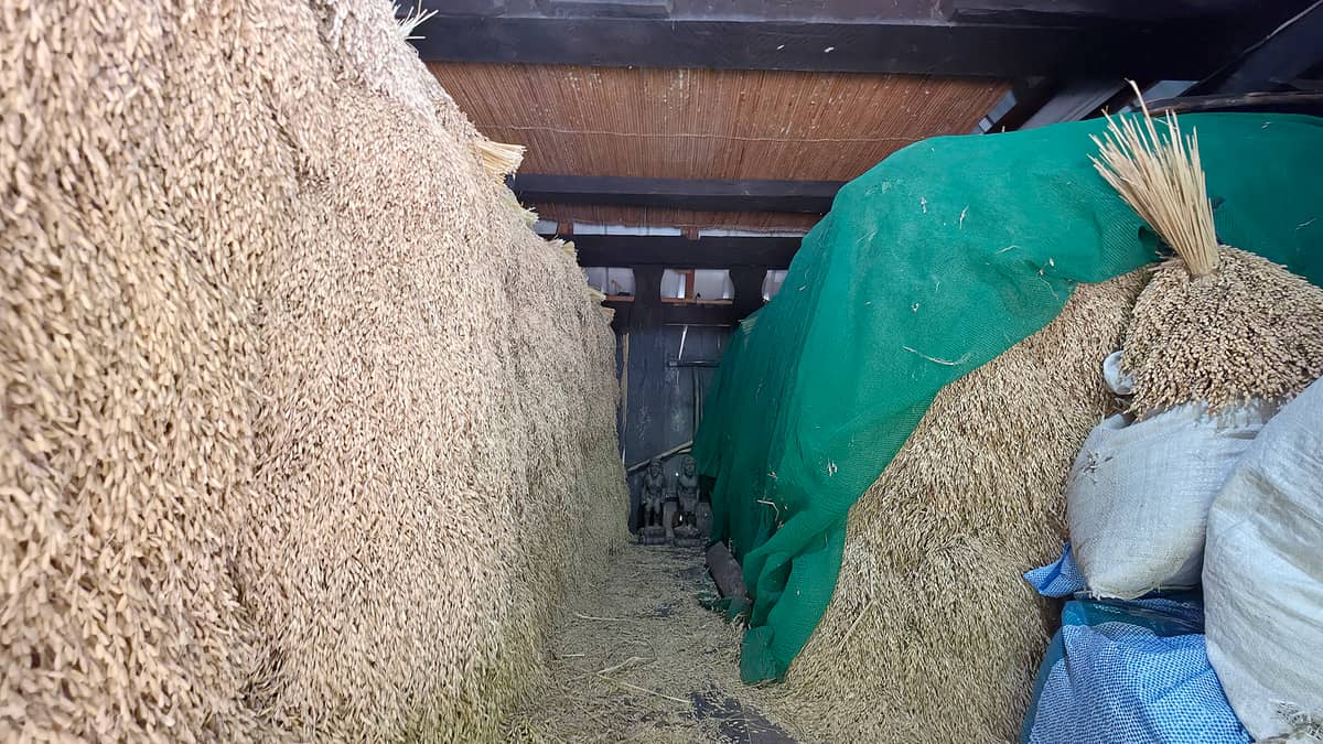 THE rice harvest of the Bimuyag family, guarded by a couple of bul-ols.