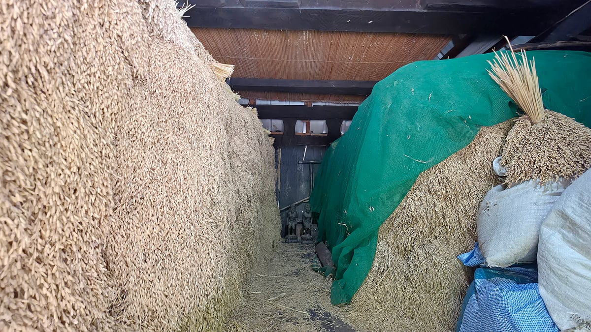 THE rice harvest of the Bimuyag family, guarded by a couple of bul-ols.