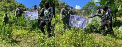 P600,000 worth of marijuana plants uprooted in Ilocos Sur