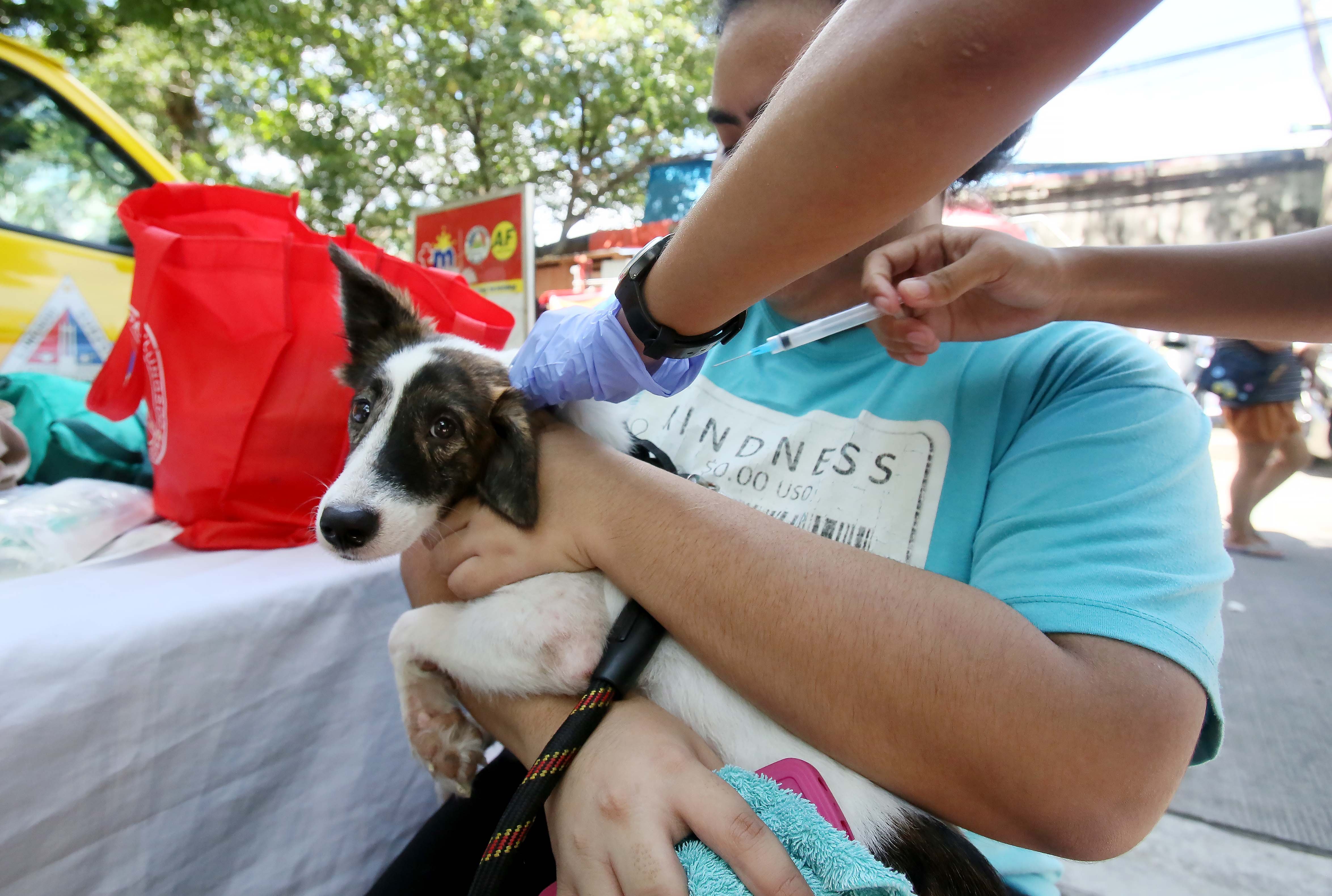 Dangers of rabies