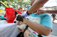 A VETERINARIAN administers anti-rabies to a pet dog in Barangay Matandang Balara, Quezon City.