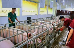 Tabuk urges immediate ASF reporting amid virus spread