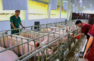 Tabuk urges immediate ASF reporting amid virus spread
