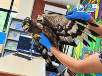 Crested Serpent Eagle rescued in Puerto Princesa City